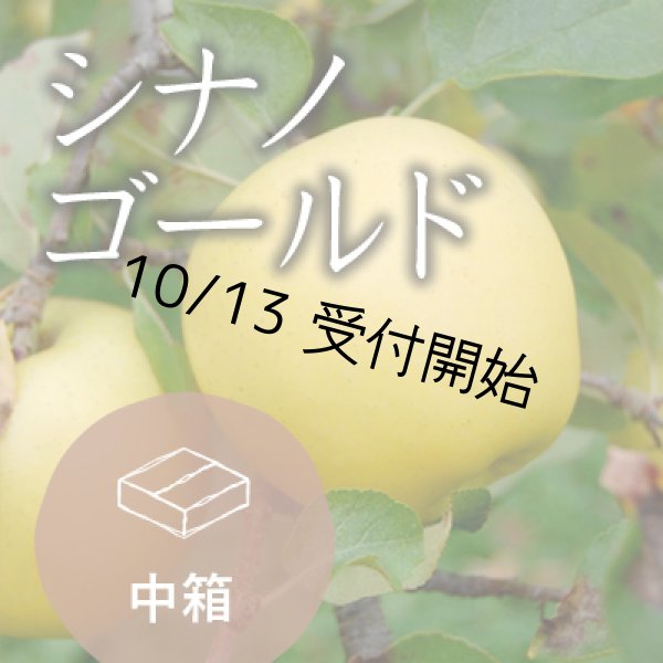 画像1: シナノゴールド訳あり中箱（13-16玉） (1)