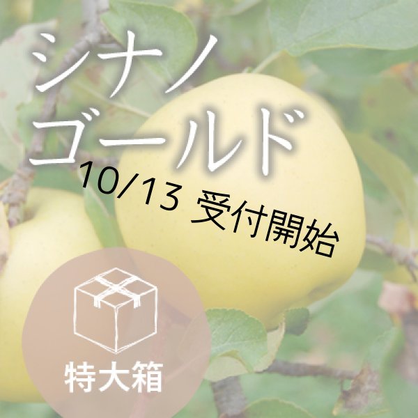 画像1: シナノゴールド訳あり特大箱（39-48玉） (1)