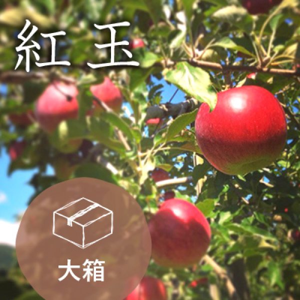 画像1: 紅玉訳あり大箱（38-44玉）到着後はすぐにお召し上りください (1)