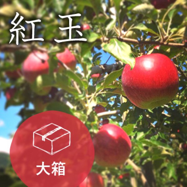 画像1: 紅玉ご進物用大箱（38-44玉） (1)