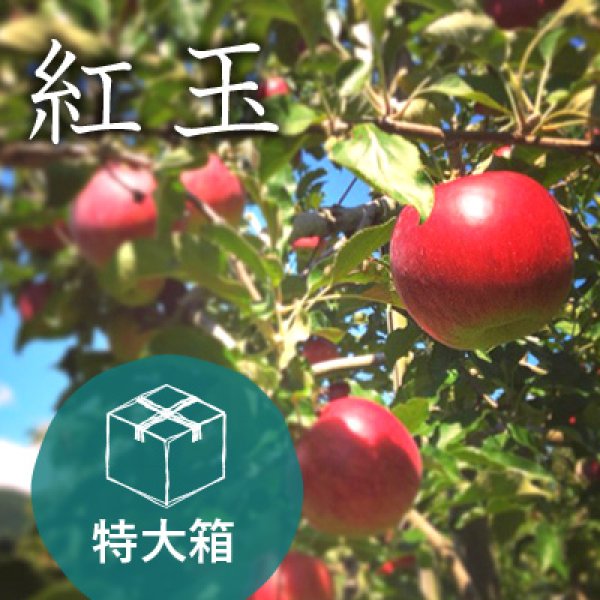 画像1: 紅玉ご家庭用特大箱（60-70玉） (1)
