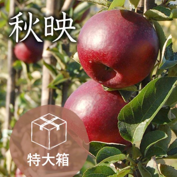 画像1: 秋映訳あり特大箱（約39-48玉） (1)