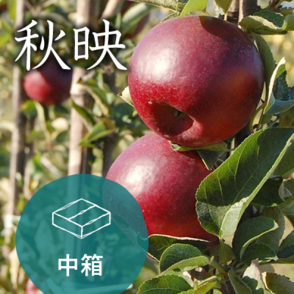画像1: 秋映ご家庭用中箱（約13-16玉） (1)