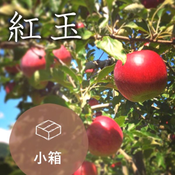 画像1: 紅玉訳あり小箱（12-14玉）到着後はすぐにお召し上りください (1)