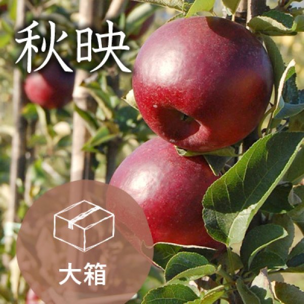 画像1: 秋映訳あり大箱（約26-32玉） (1)