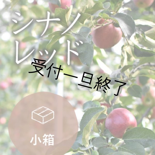 画像1: シナノレッド訳あり小箱（8-11玉）クール (1)