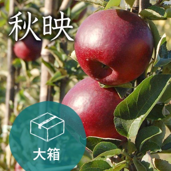 画像1: 秋映ご家庭用大箱（約26-32玉） (1)