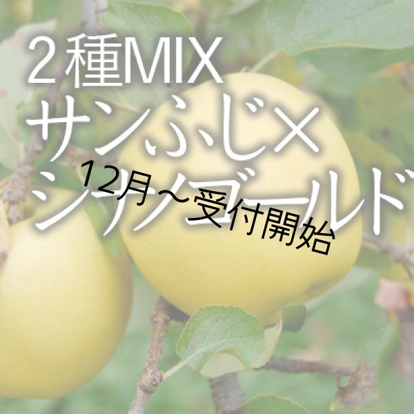 画像1: 【2種MIX】サンふじ×シナノゴールド進物用大箱（26-32玉） (1)