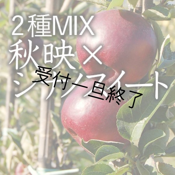画像1: 【2種MIX】秋映×シナノスイート進物用小箱（8-11玉） (1)