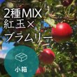 画像1: 【2種MIX】紅玉×ブラムリー家庭用小箱（8-13玉） (1)