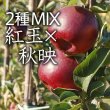 画像1: 【2種MIX】紅玉×秋映訳あり小箱（8-13玉） (1)