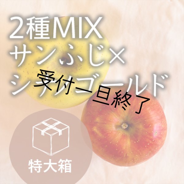 画像1: 【2種MIX】サンふじ×シナノゴールド訳あり特大箱（36-48玉） (1)